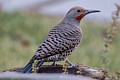 Northern Flicker