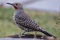 Northern Flicker