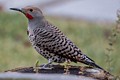 Northern Flicker