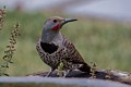 Northern Flicker