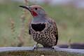 Northern Flicker