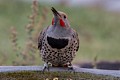 Northern Flicker