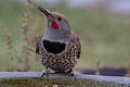 Northern Flicker