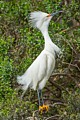 Snowy Egret