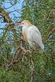 Cattle Egret