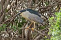 Black-crowned Night Heron