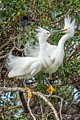 Snowy Egrets