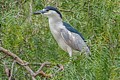 Black-crowned Night Heron with nesting material