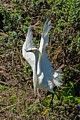 Snowy Egret - With Nesting Material