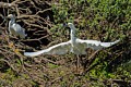 Snowy Egret - With Nesting Material