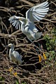 Snowy Egret - With Nesting Material