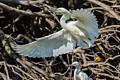 Snowy Egret - With Nesting Material