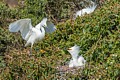 Snowy Egret (Male) Brings Nesting Material