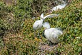 Snowy Egret (Male) Brings Nesting Material