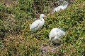 Snowy Egret (Male) Brings Nesting Material