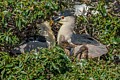 Black-crowned Night Heron Family