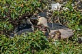 Black-crowned Night Heron Family