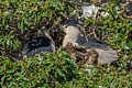 Black-crowned Night Heron Family