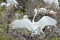 Great Egrets