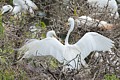 Great Egrets