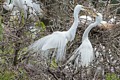 Great Egrets