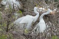 Great Egrets