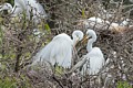 Great Egrets