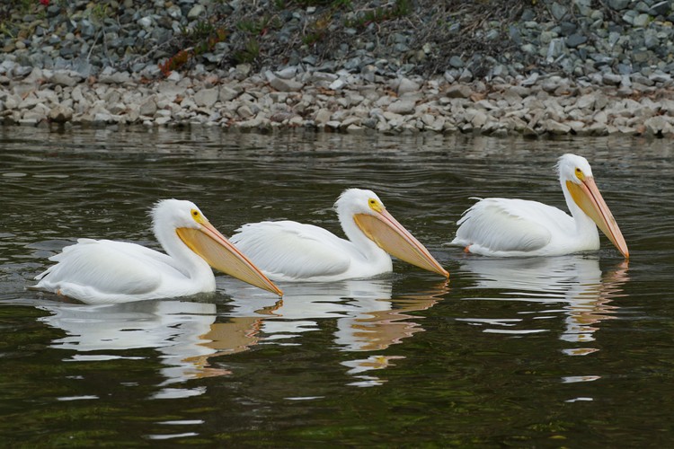 American White Pelicans
