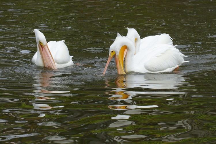 American White Pelicans