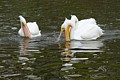 American White Pelicans