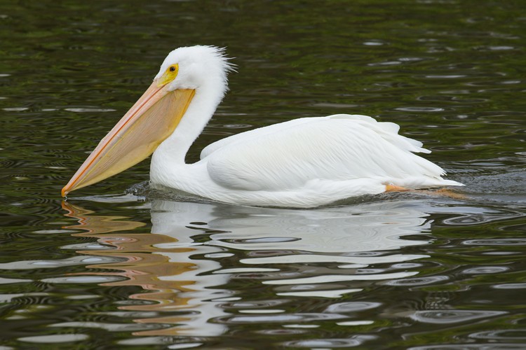 American White Pelican