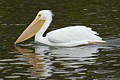 American White Pelican