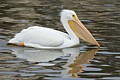 American White Pelican