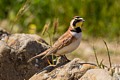 Horned Lark