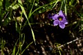 Blue-eyed Grass