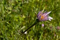 Purple Salsify