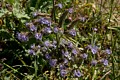 Phacelia