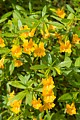 Monkeyflower