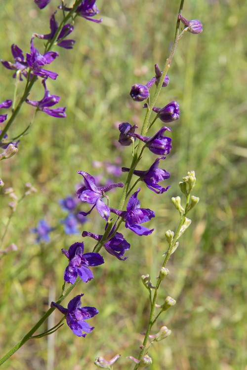 Larkspur