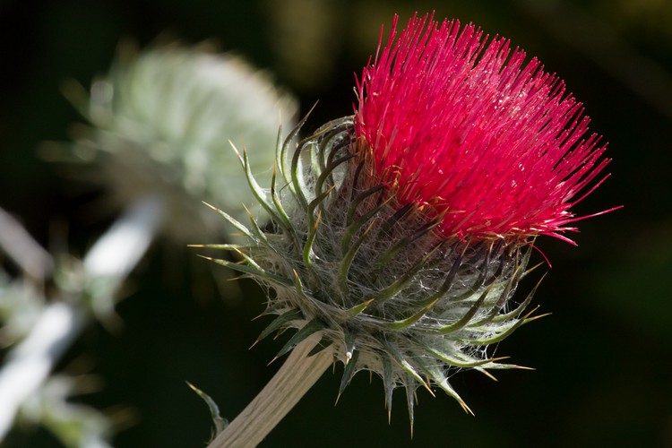 Venus Thistle