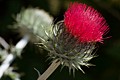 Venus Thistle