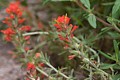 Indian Paintbrush