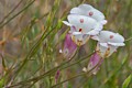 Mariposa Lilies