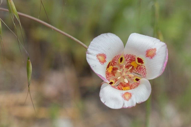Mariposa Lily