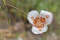 Mariposa Lily