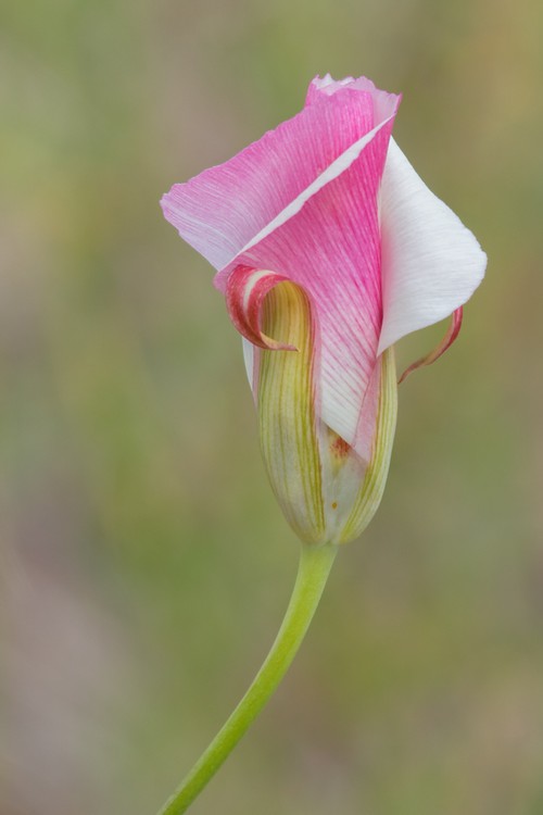 Mariposa Lily