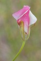 Mariposa Lily