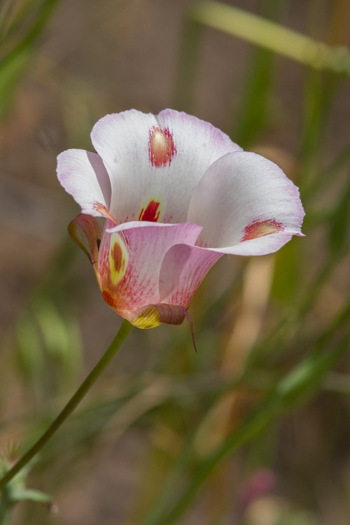 Mariposa Lily