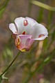 Mariposa Lily