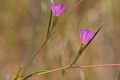 Winecup Flower